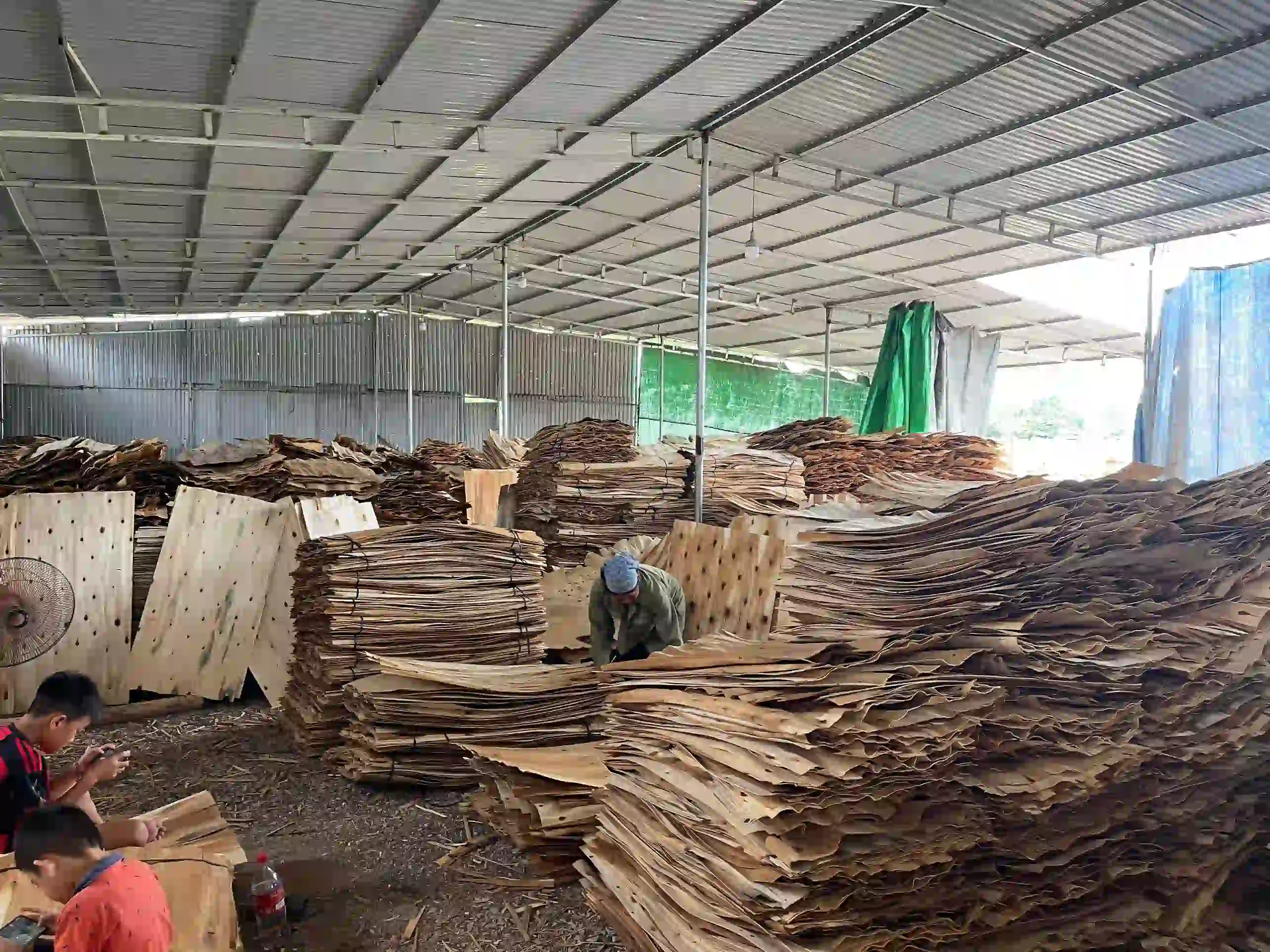 acacia core veneer production line inside vietnam plywood factory hcply