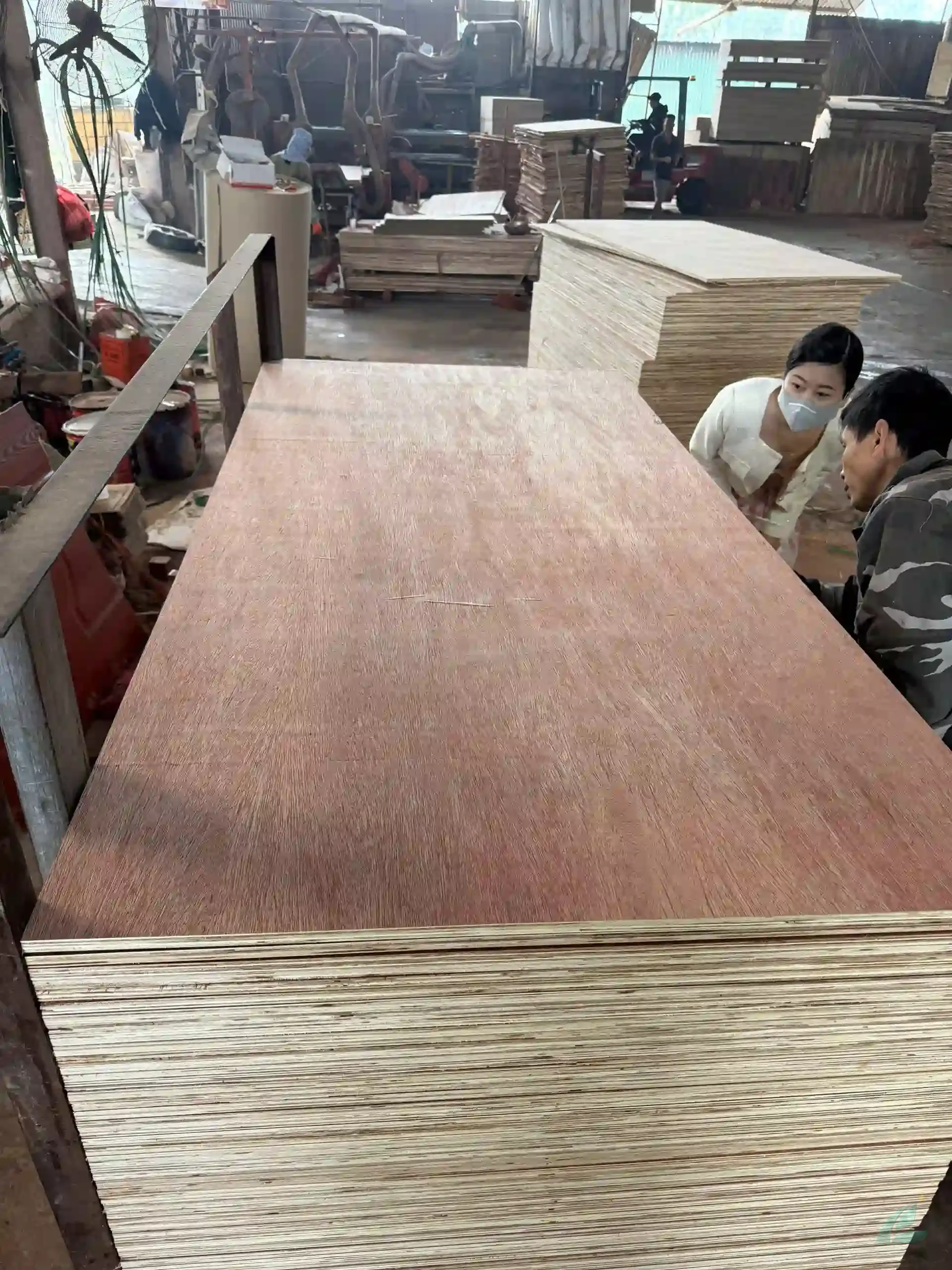 Bintangor Plywood vietnam plywood export hcply