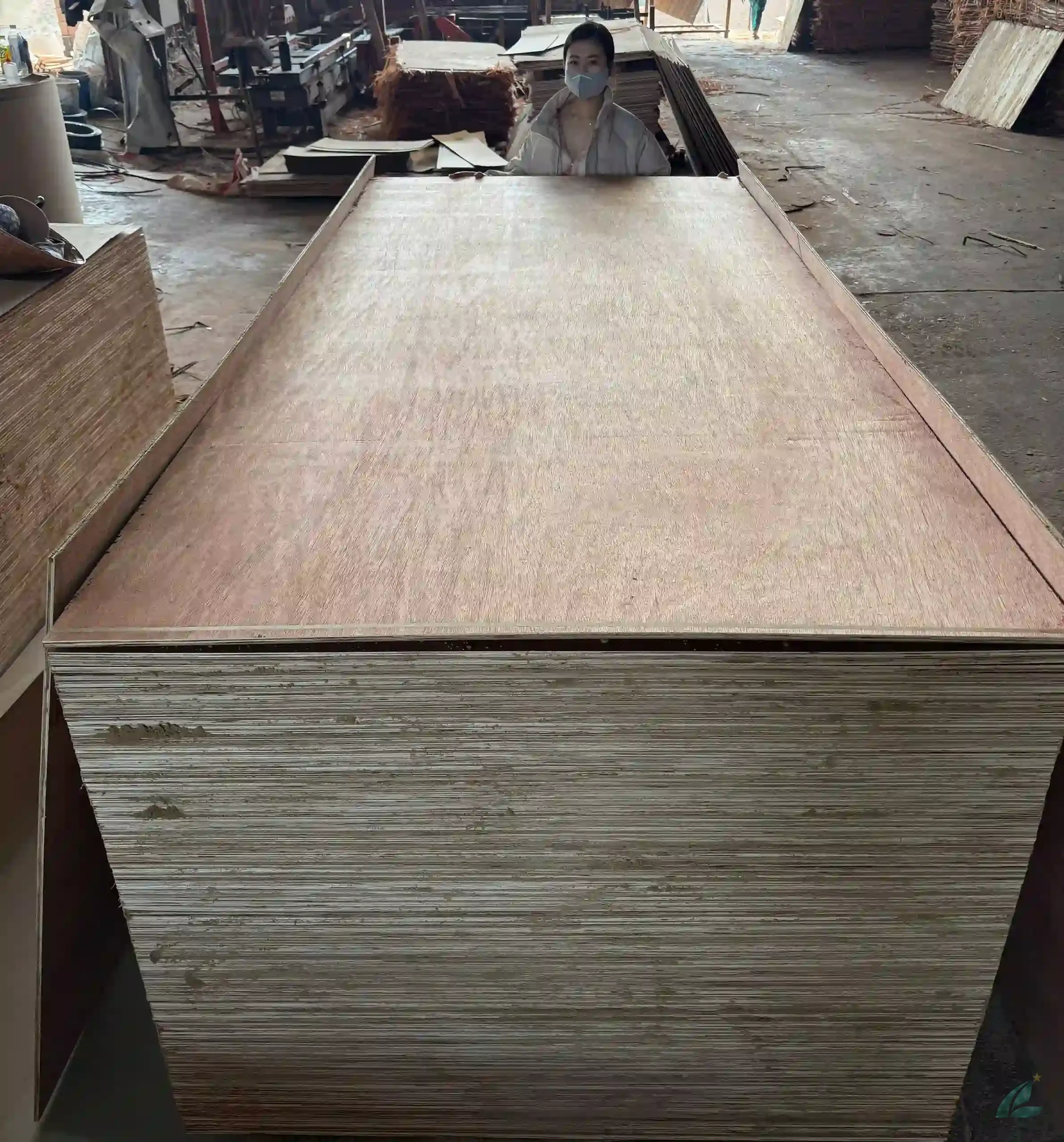 Commercial plywood Vietnam Bintangor face veneer HCPLY factory export