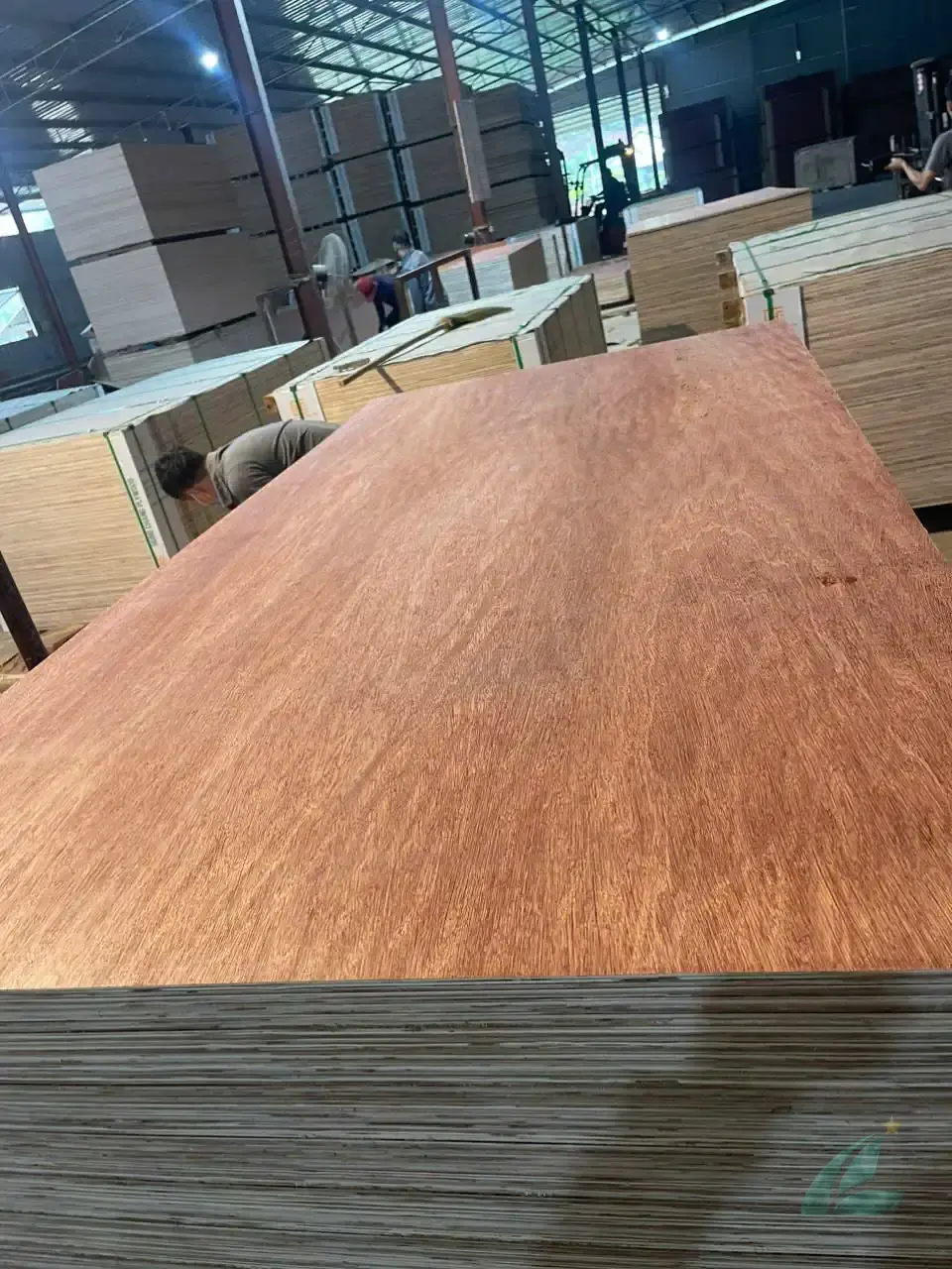 Bintangor plywood vietnam grade A face veneer surface quality export HCPLY factory