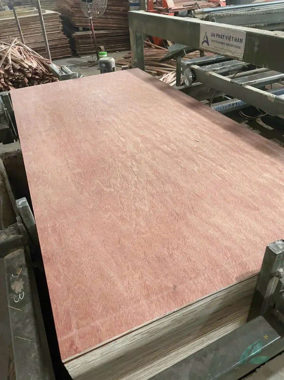 Bintangor plywood grade A face veneer sanded smooth Vietnam export HCPLY