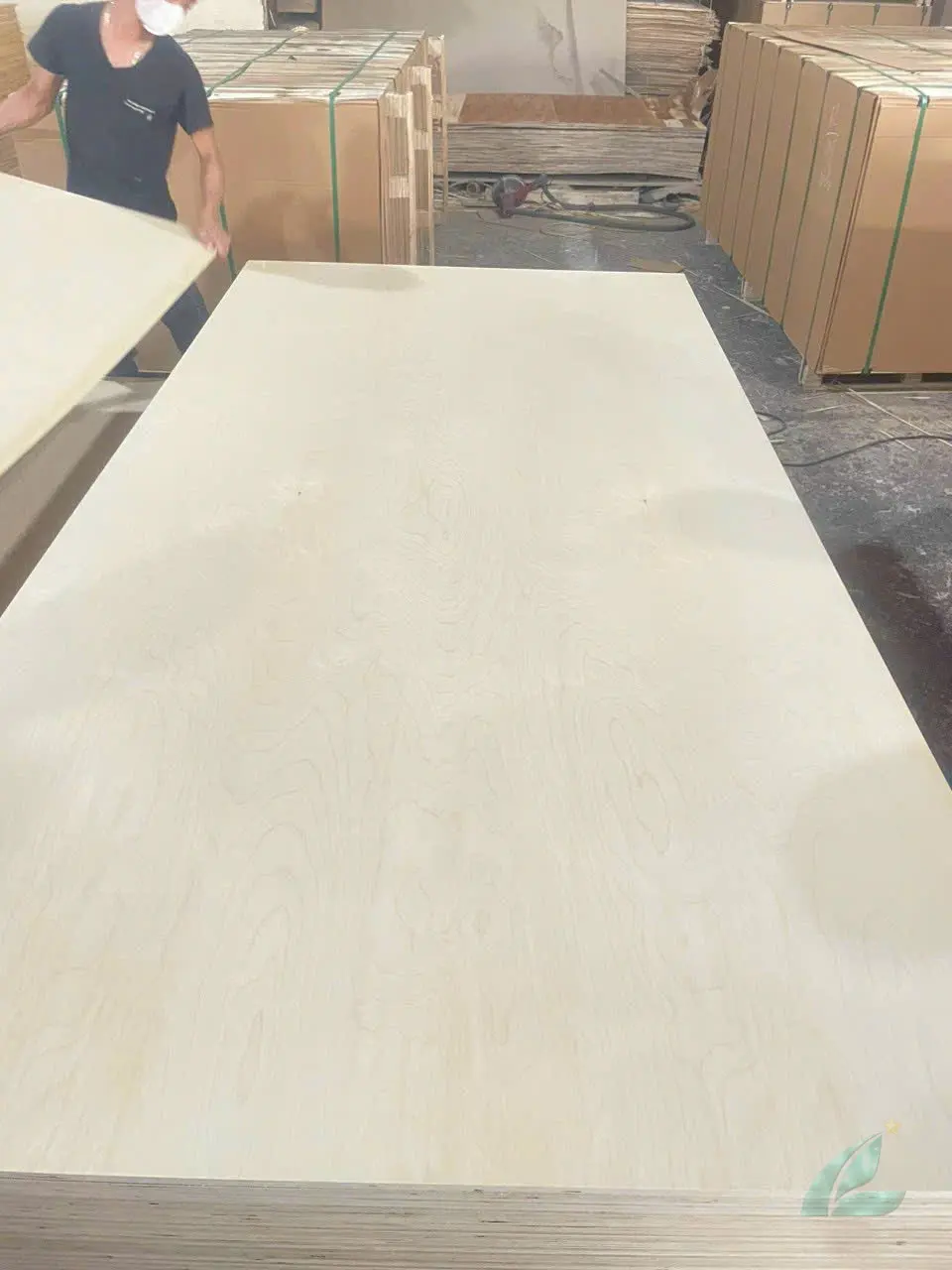Birch Plywood vietnam plywood export hcply