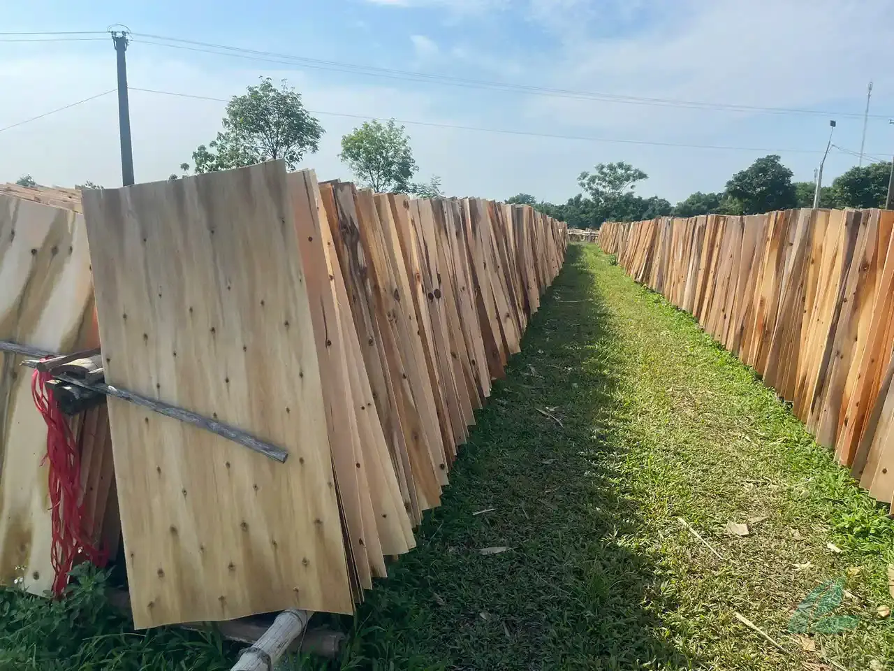 acacia core veneer peeled sheets stacked at vietnam plywood factory hcply export grade