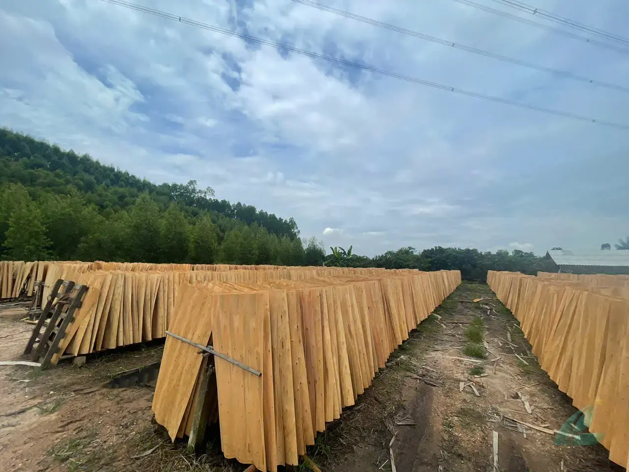 acacia core veneer plywood vietnam export grade hcply factory comparison