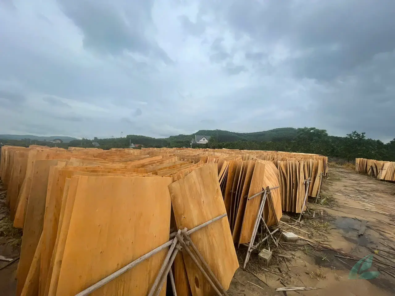 eucalyptus core veneer vietnam export high density structural layers hcply plywood factory