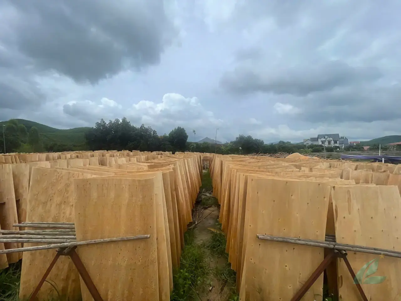 eucalyptus core veneer vietnam stacked export ready sheets hcply factory plywood production