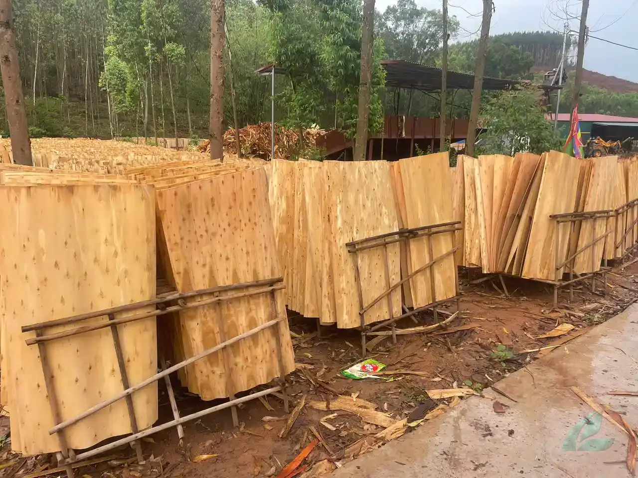 Eucalyptus core veneer Vietnam dense grain close-up HCPLY export