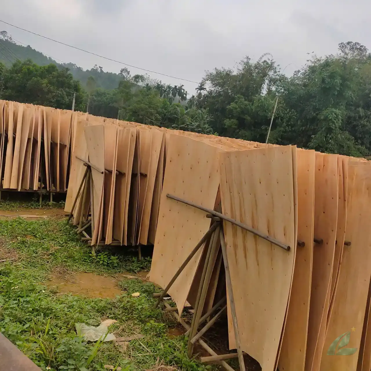 Eucalyptus core veneer Vietnam high density export grade HCPLY — outer stitched inner edge-trimmed construction