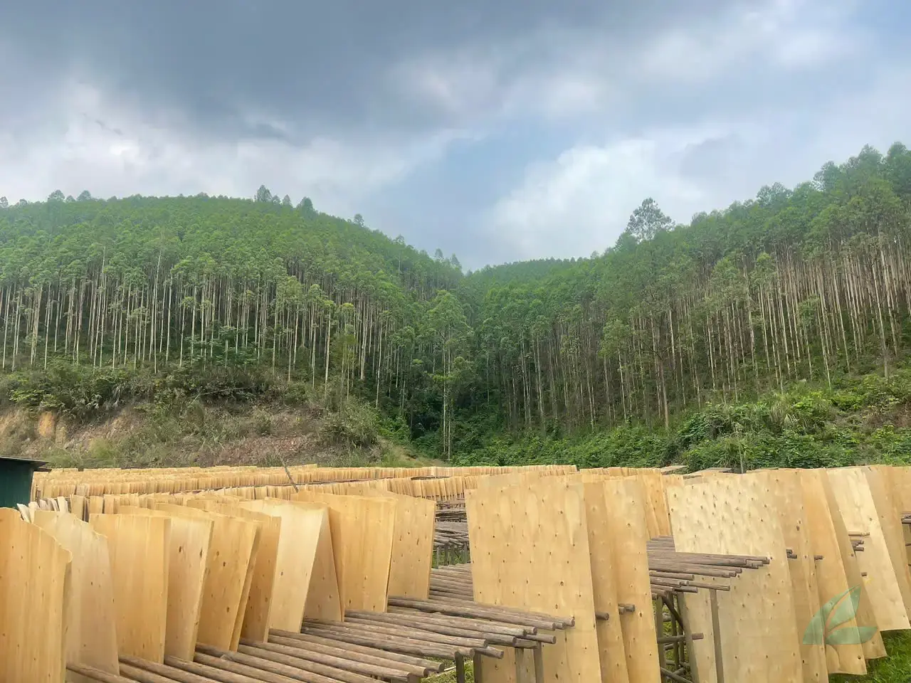 Eucalyptus core veneer Vietnam FSC certified export HCPLY