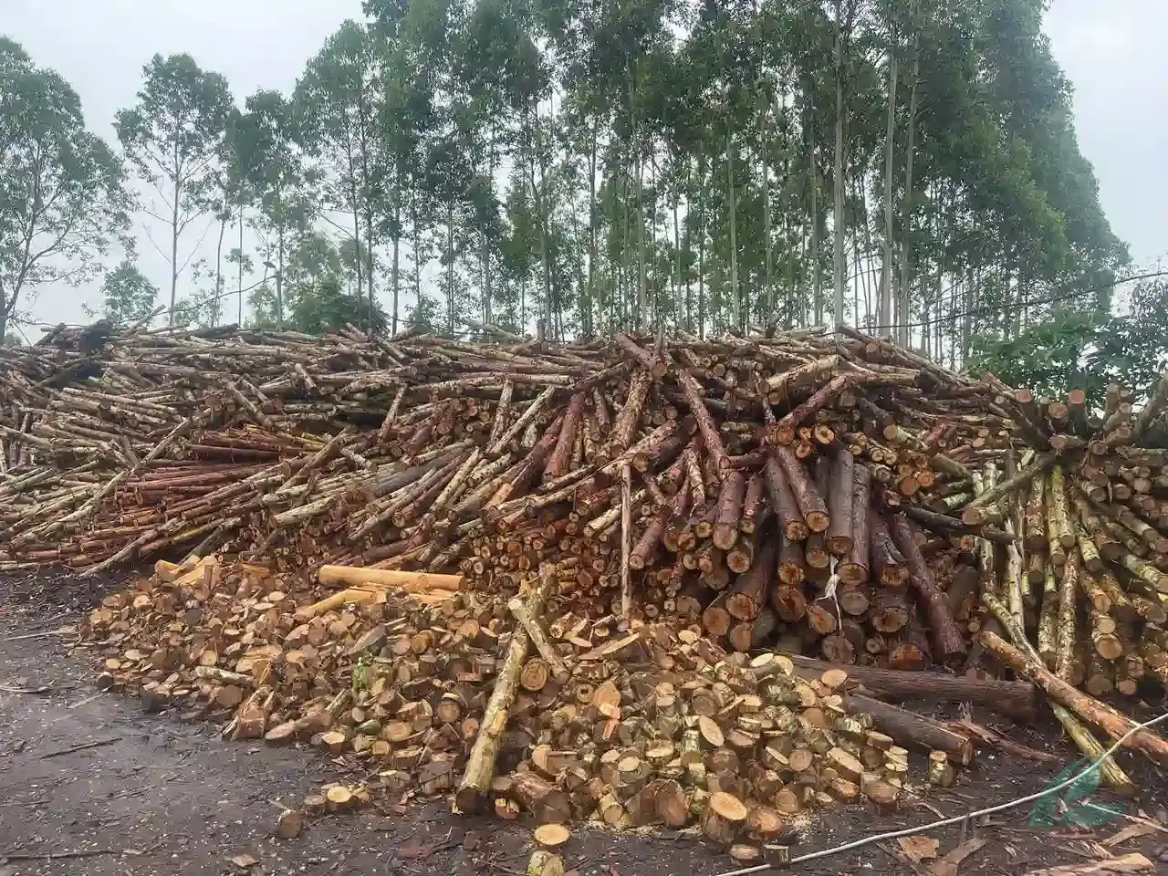 plywood core types eucalyptus veneer sheets vietnam export high density hcply factory