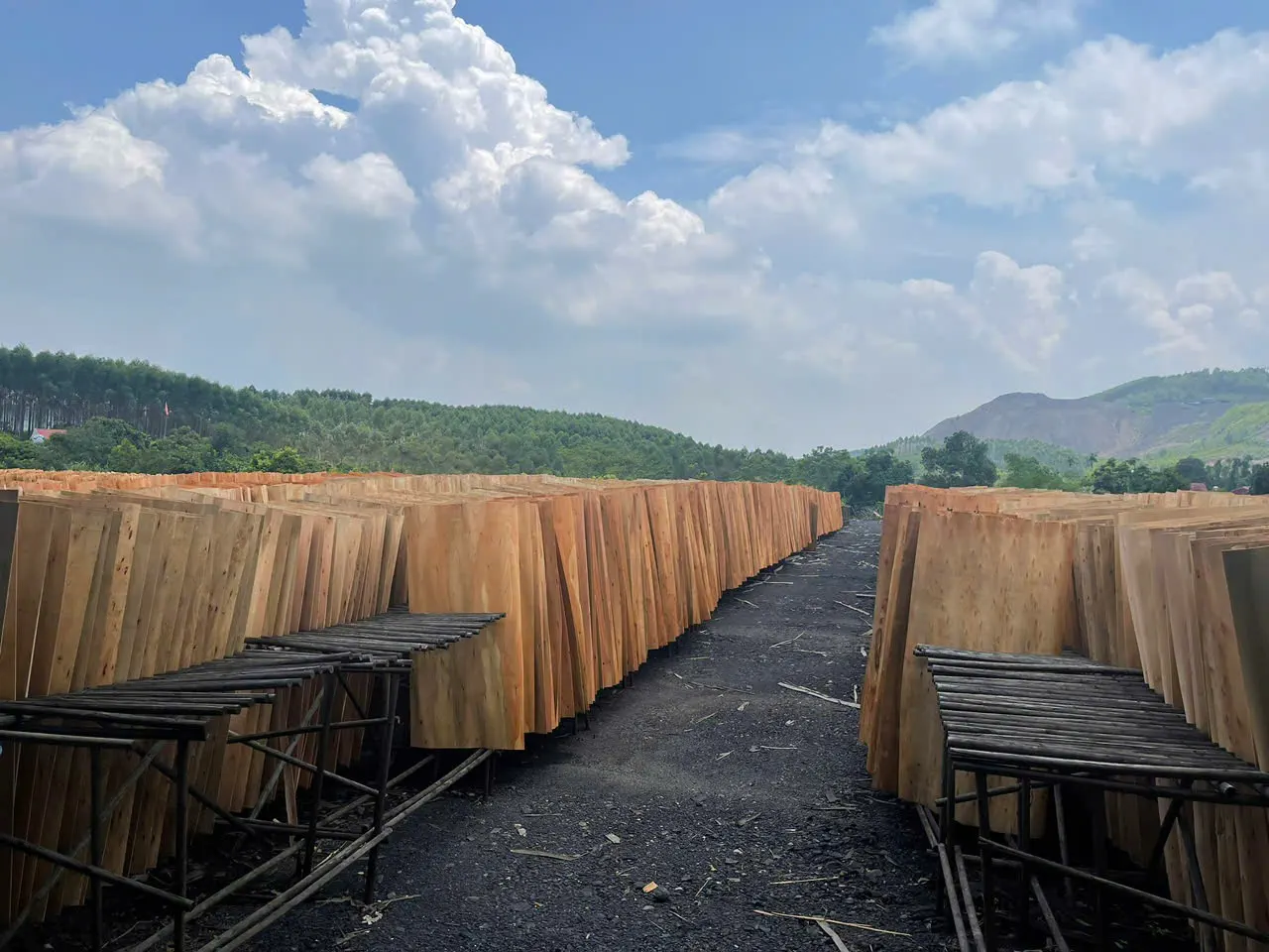 Eucalyptus plywood premium export grade — HCPLY Vietnam factory