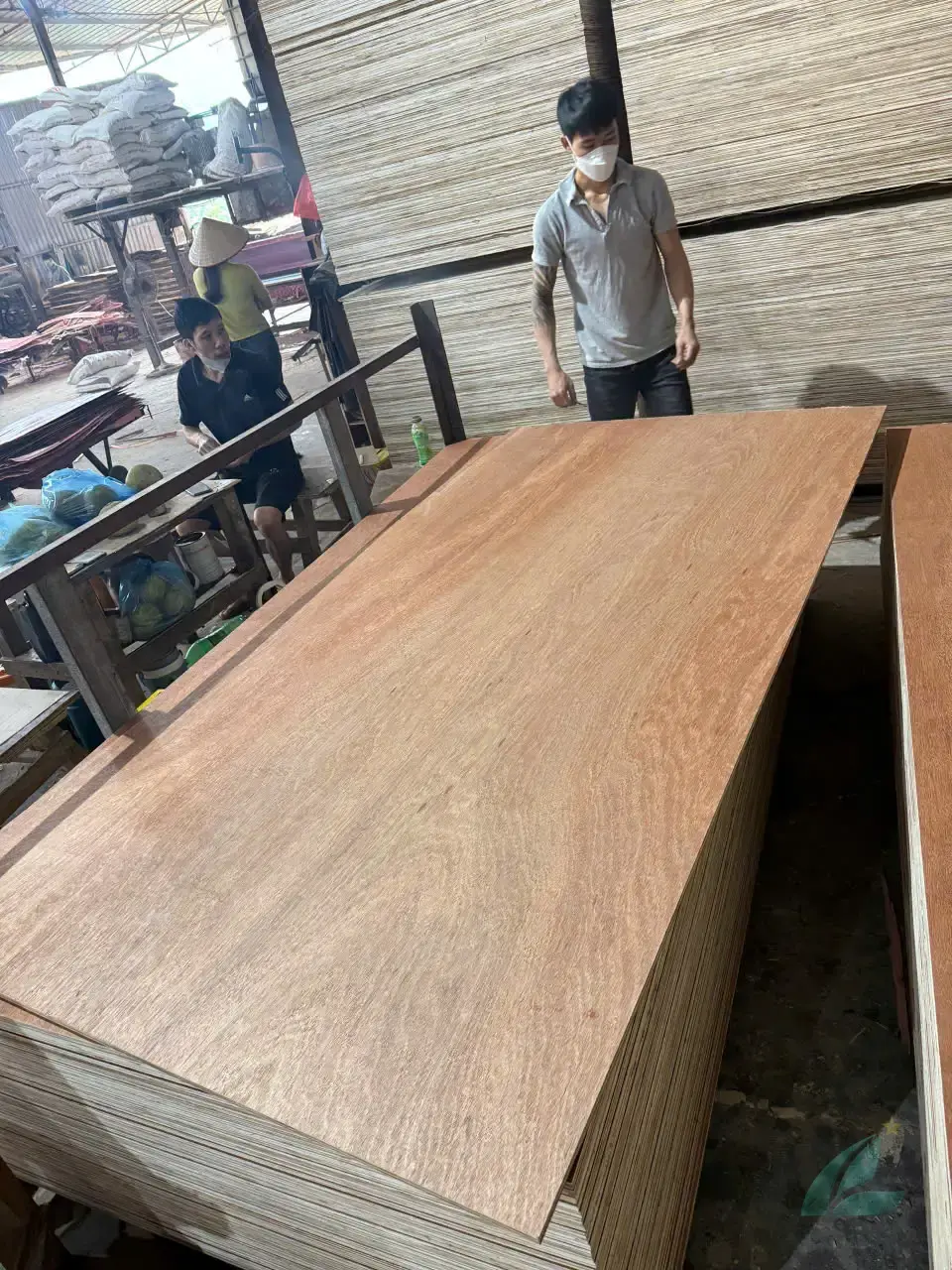 Gurjan plywood Vietnam premium export grade hcply 013