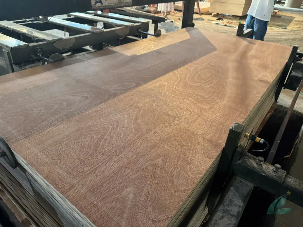 Gurjan plywood Vietnam premium export grade hcply 032