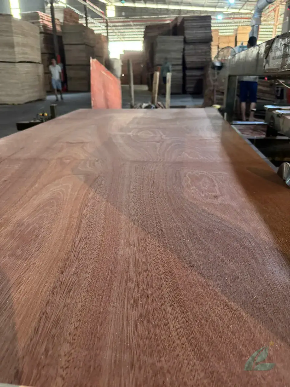 gurjan plywood vs bintangor plywood india face veneer comparison hcply vietnam