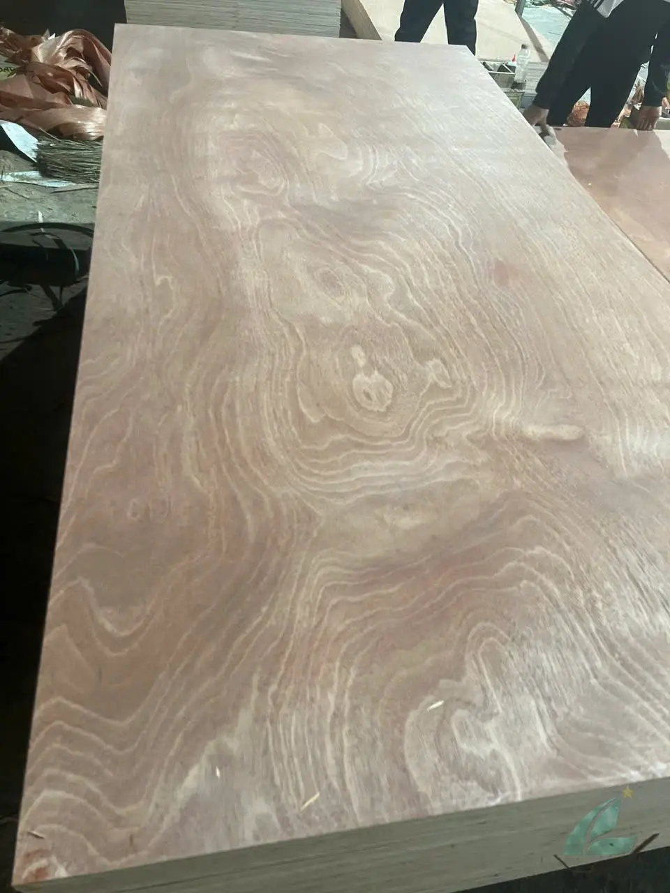 Gurjan plywood Vietnam premium export grade hcply 066