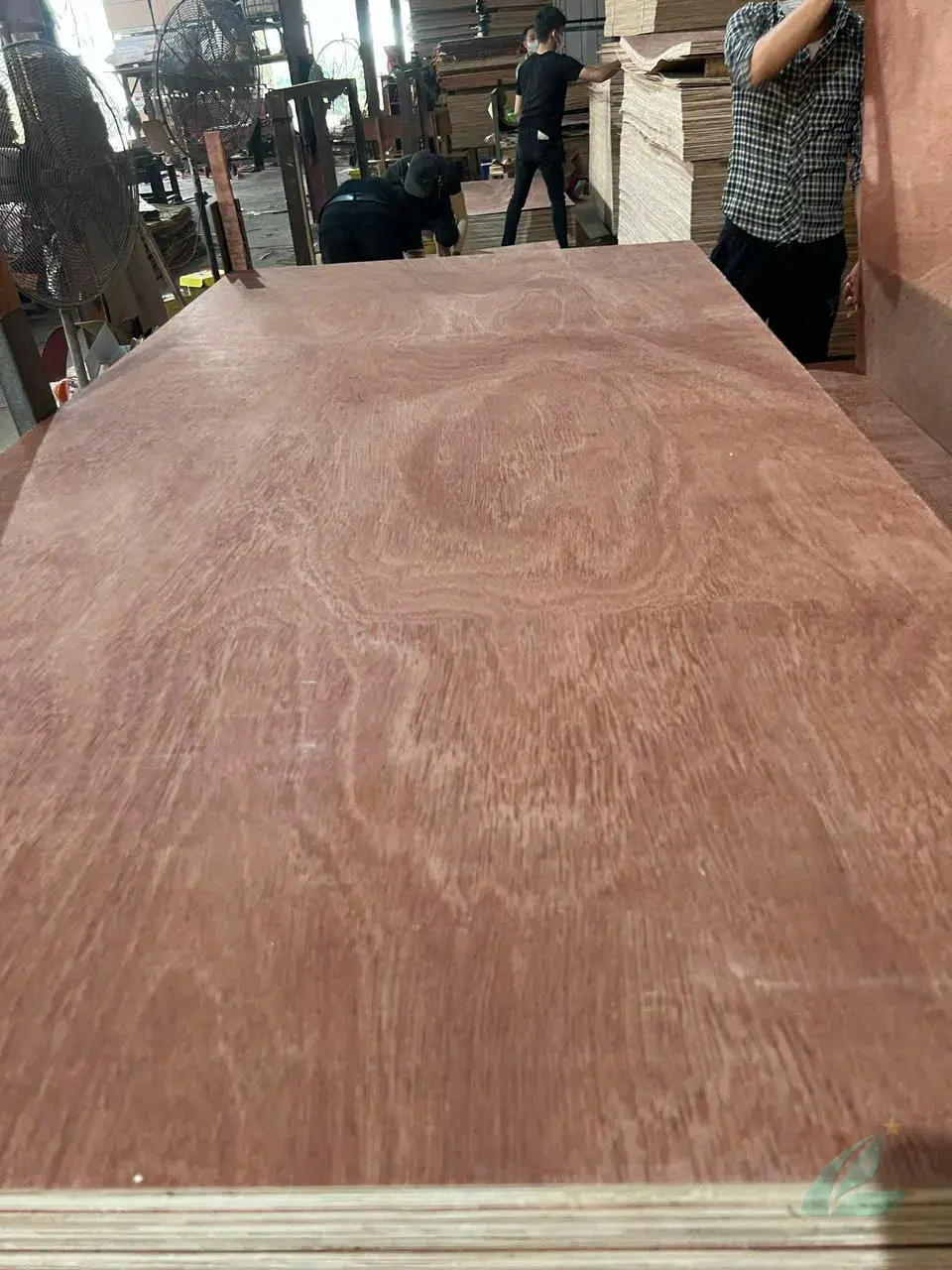 Gurjan plywood Vietnam premium export grade hcply 079