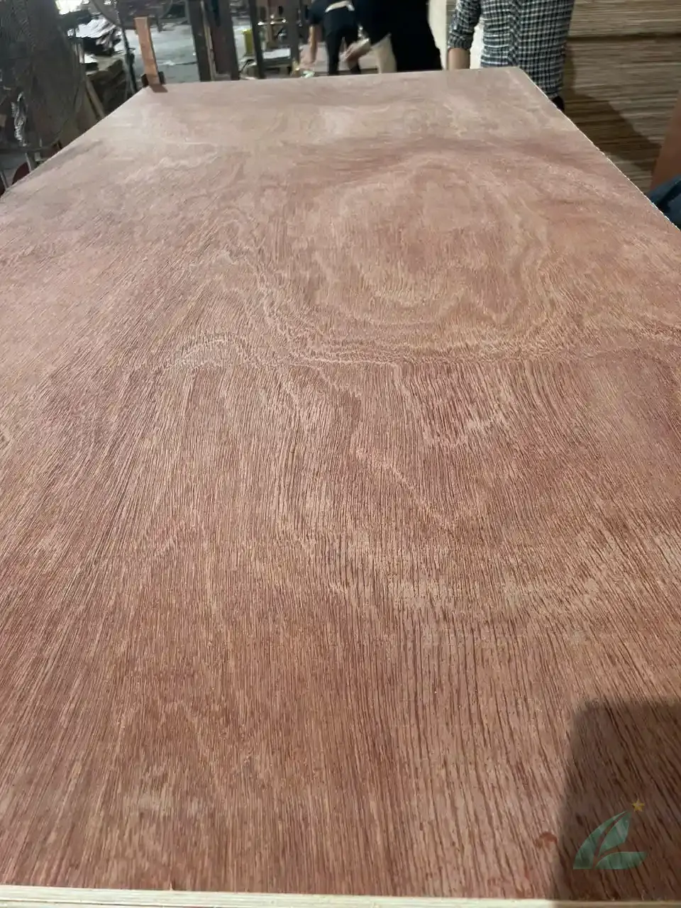 Gurjan plywood Vietnam premium export grade hcply 084