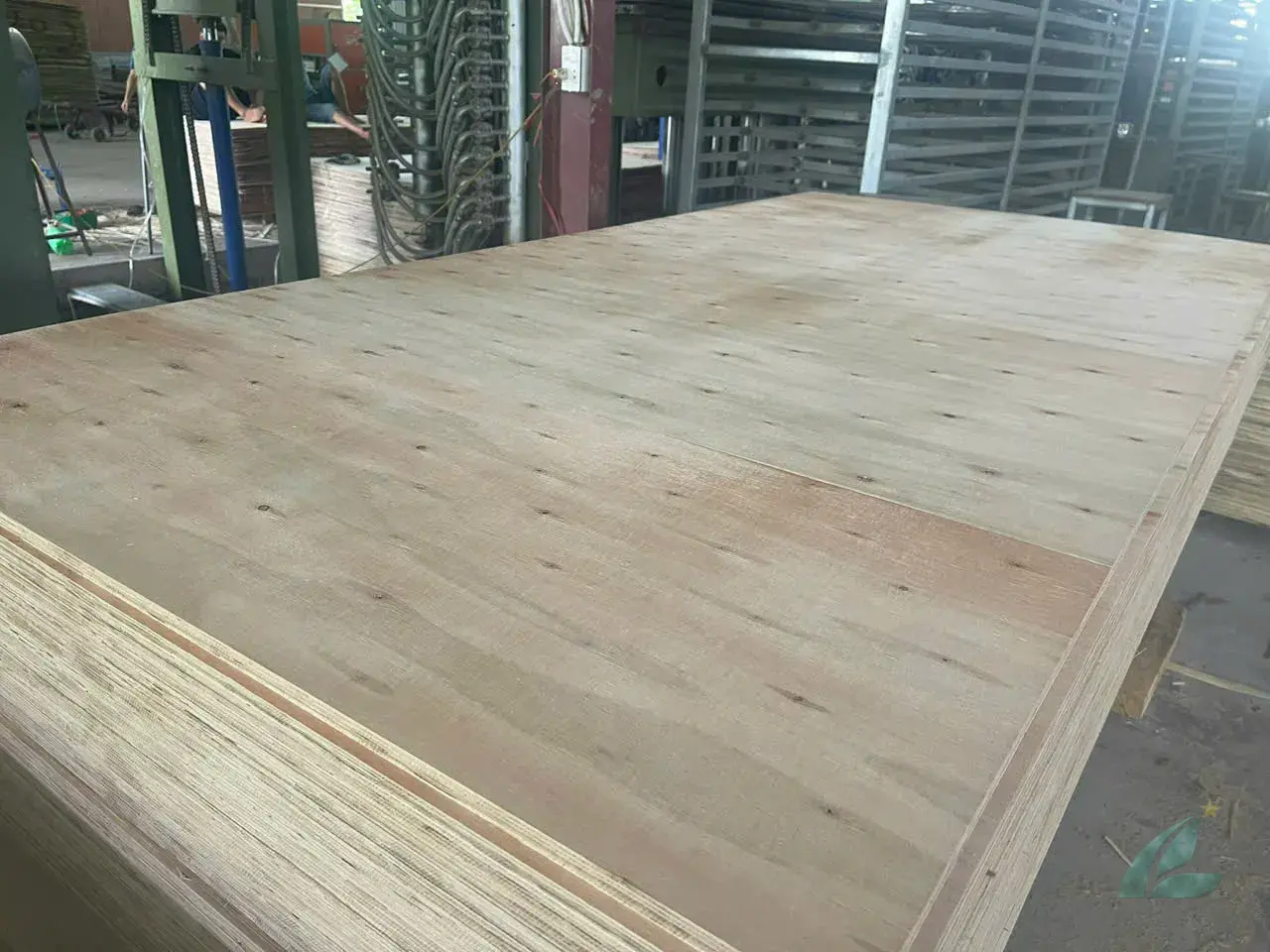 Matt Plywood vietnam plywood export hcply