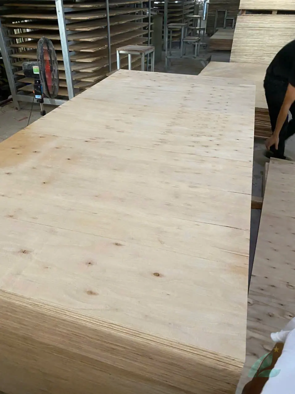 Matt plywood Vietnam export quality hcply 006