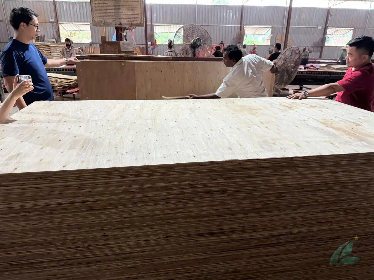 matt plywood unfaced raw core boards vietnam export hcply factory