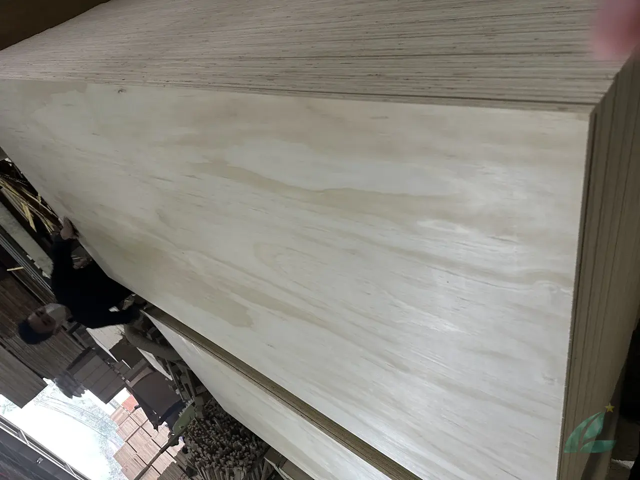 Pine plywood Vietnam softwood core export hcply 013