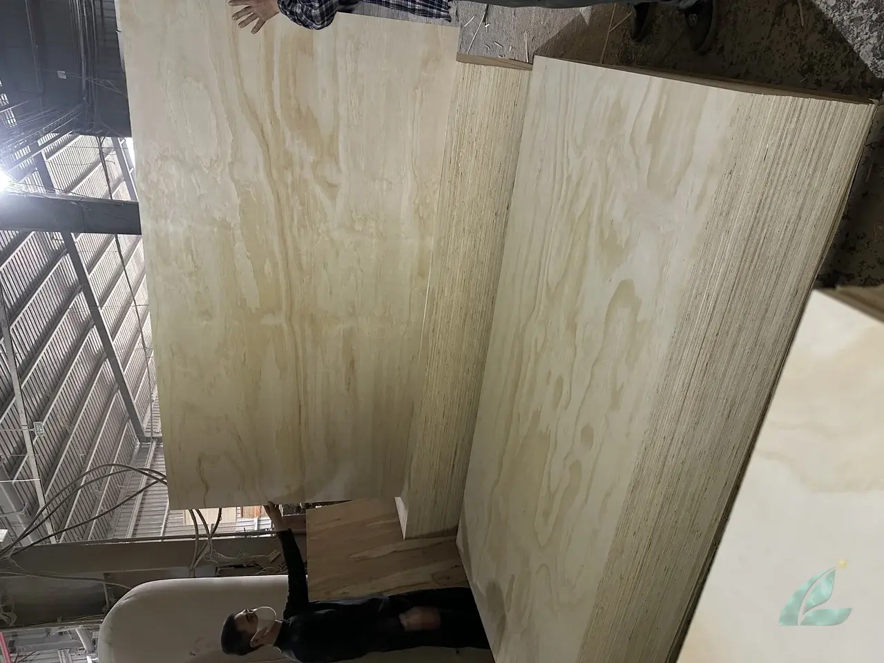 Pine plywood Vietnam softwood core export hcply 021