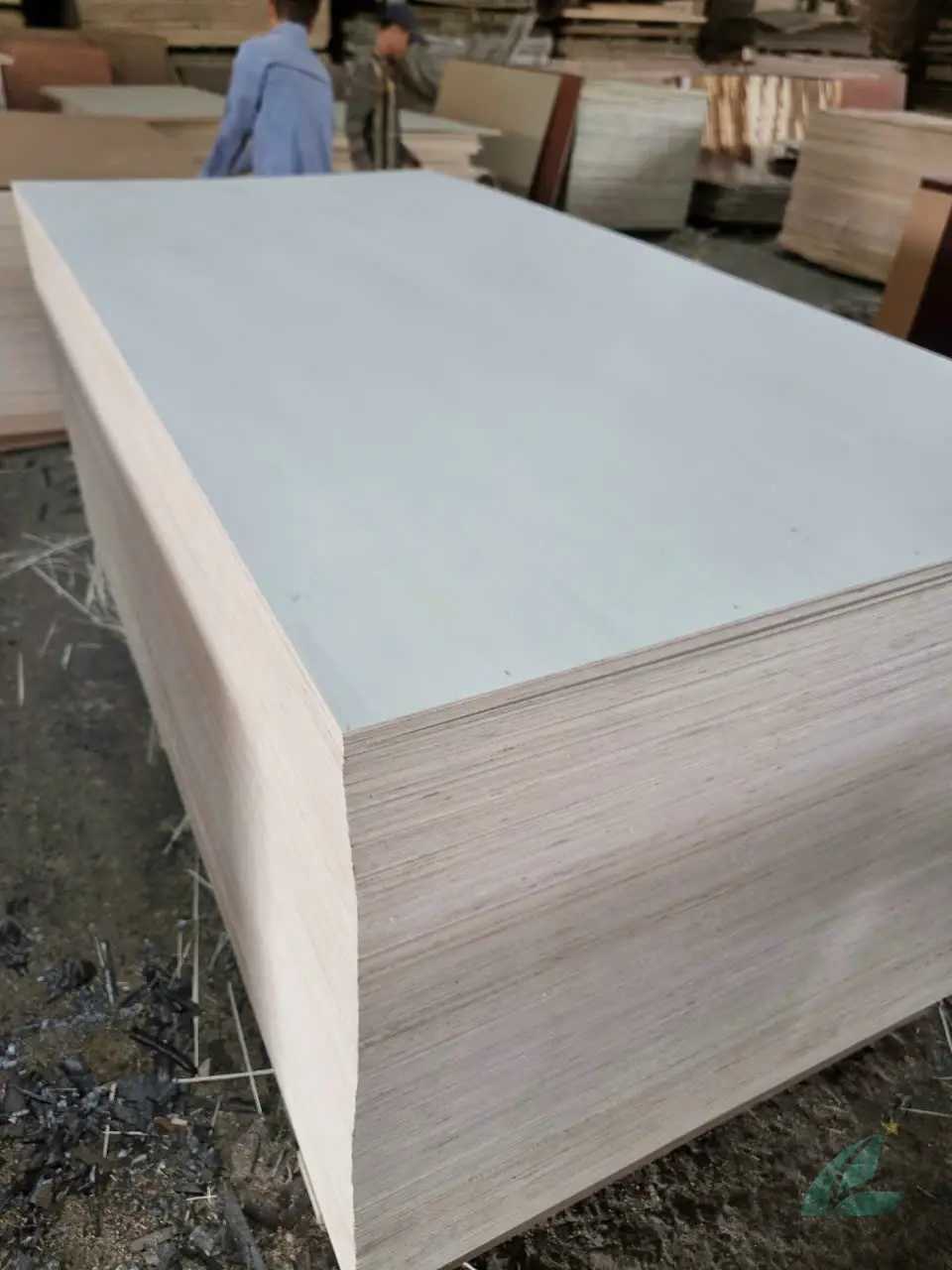 Poplar plywood Vietnam white core export hcply 013