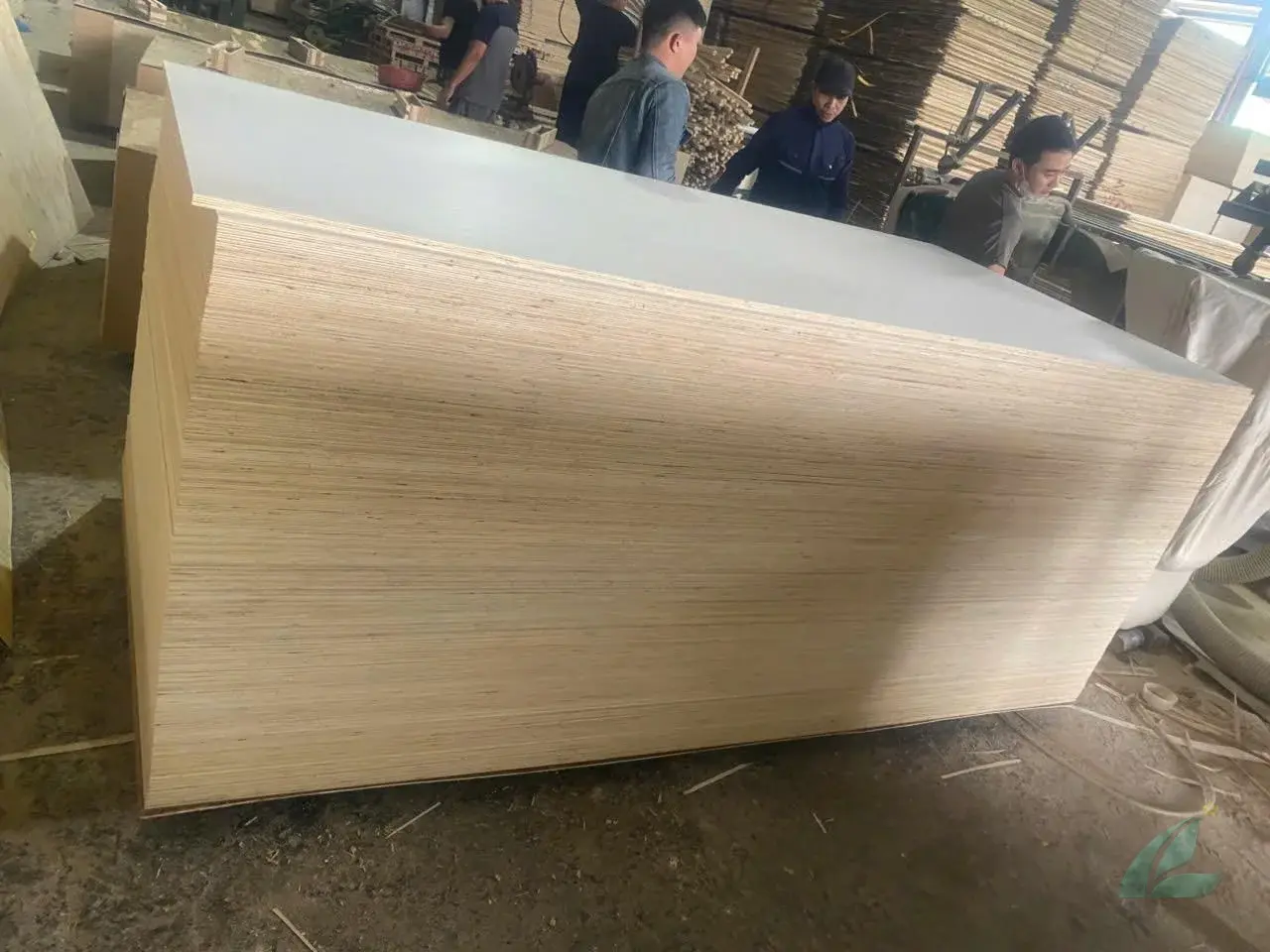 Poplar plywood Vietnam white core export hcply 020