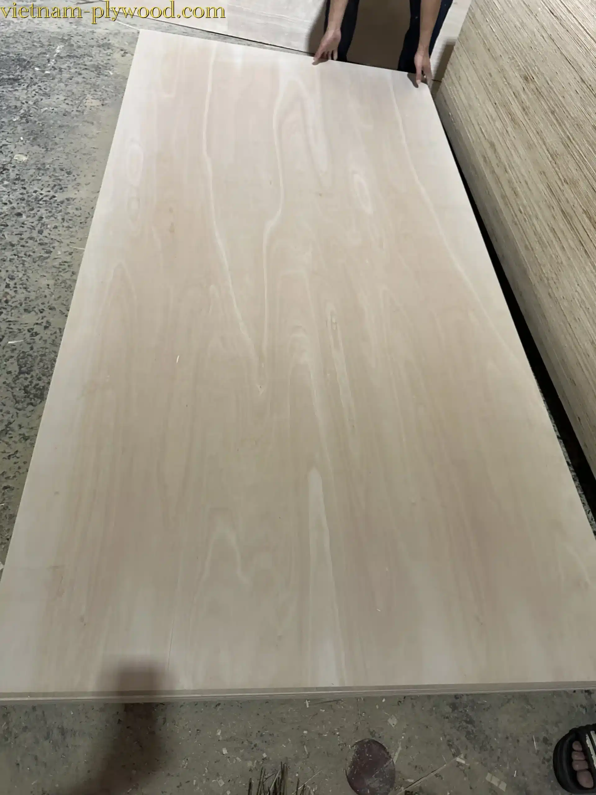 eucalyptus plywood vietnam hcply export