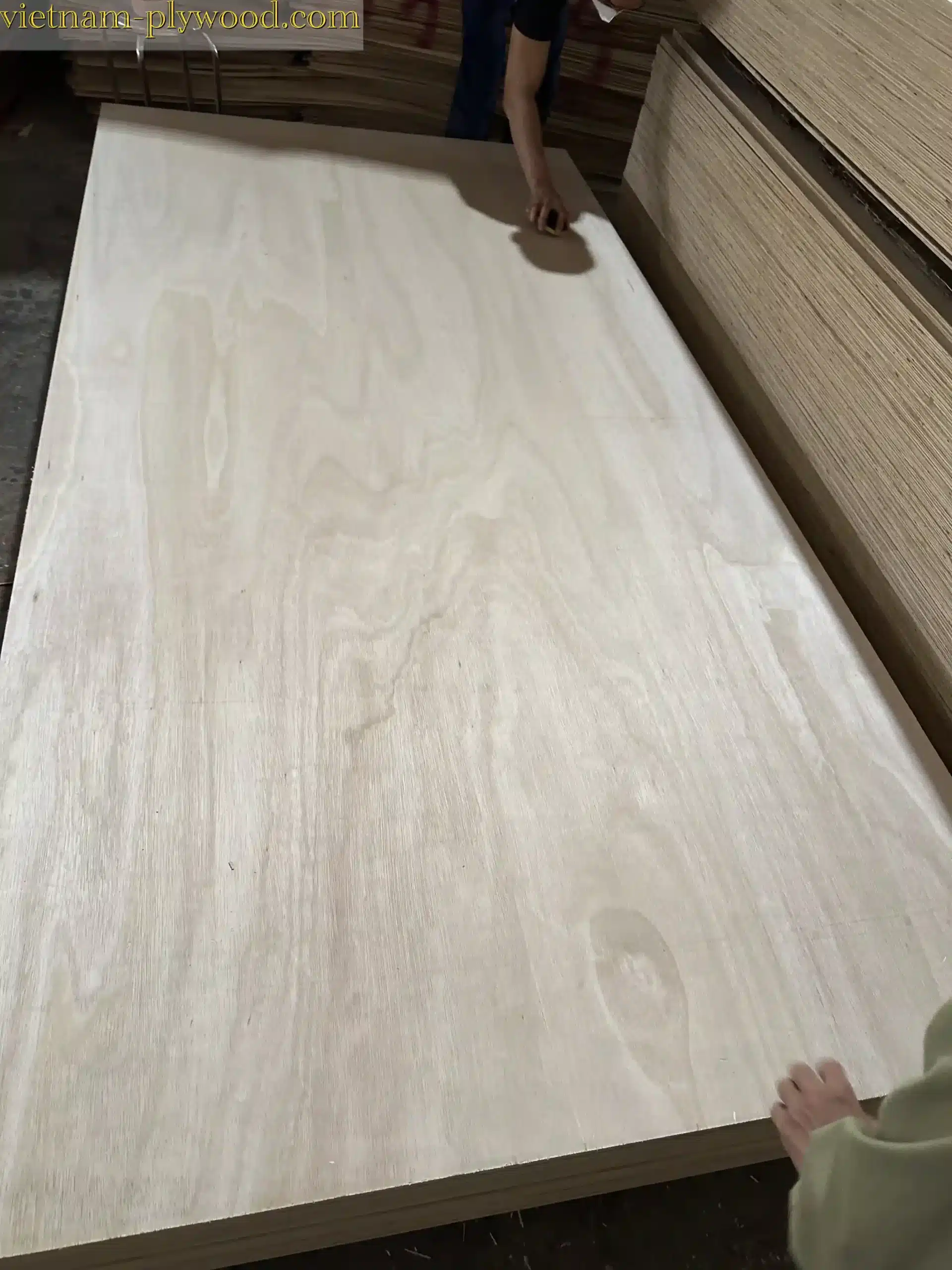 eucalyptus plywood vietnam hcply export